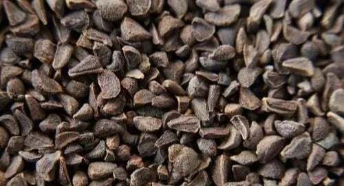 Harmal Harmala Natural Seeds Wild Rue Syrian Herb Pure seeds Gm heirloom non-GMO seeds