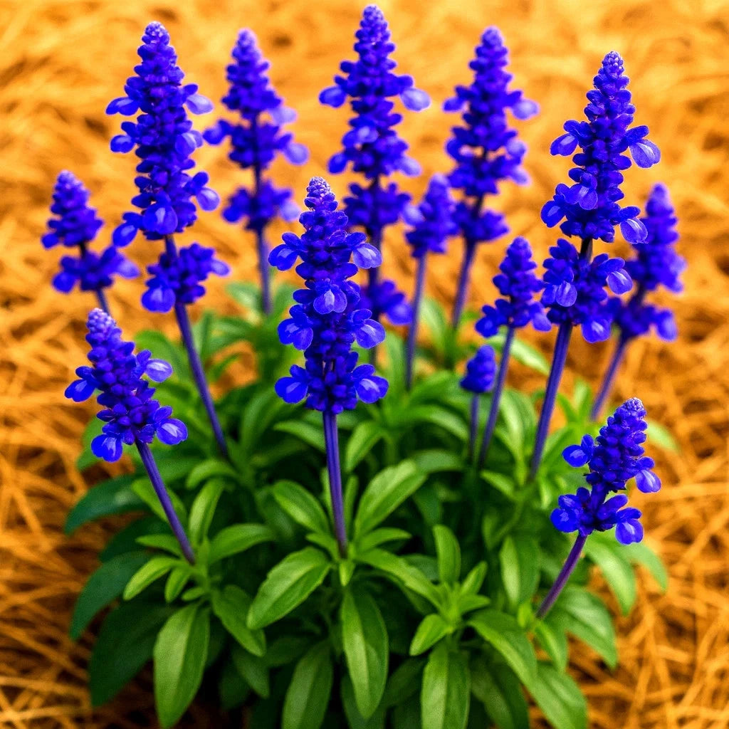 BLUE SAGE SEEDS MOSQUITO REPELLENT HERB PERENNIAL SHIPPING – Heirloom, Non-GMO, High Germination Organic Garden Seeds