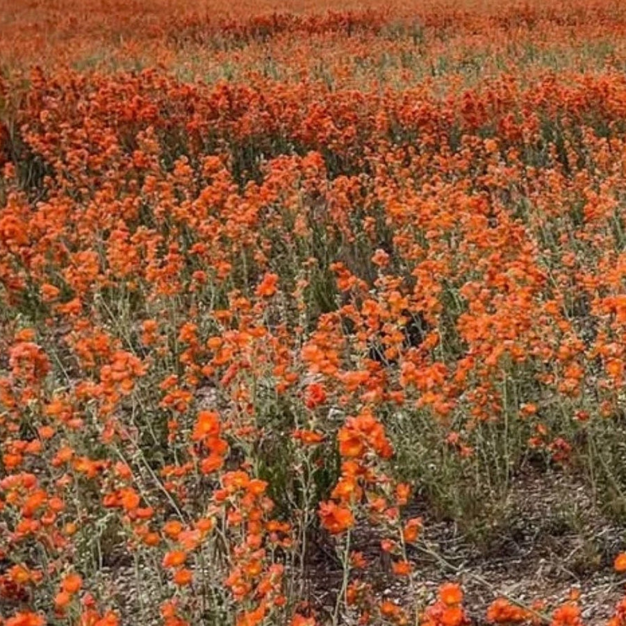 Desert Globemallow Seeds Native Wildflower Gardening Sphaeralcea ambigua – Heirloom, Non-GMO, High Germination Organic Garden Seeds