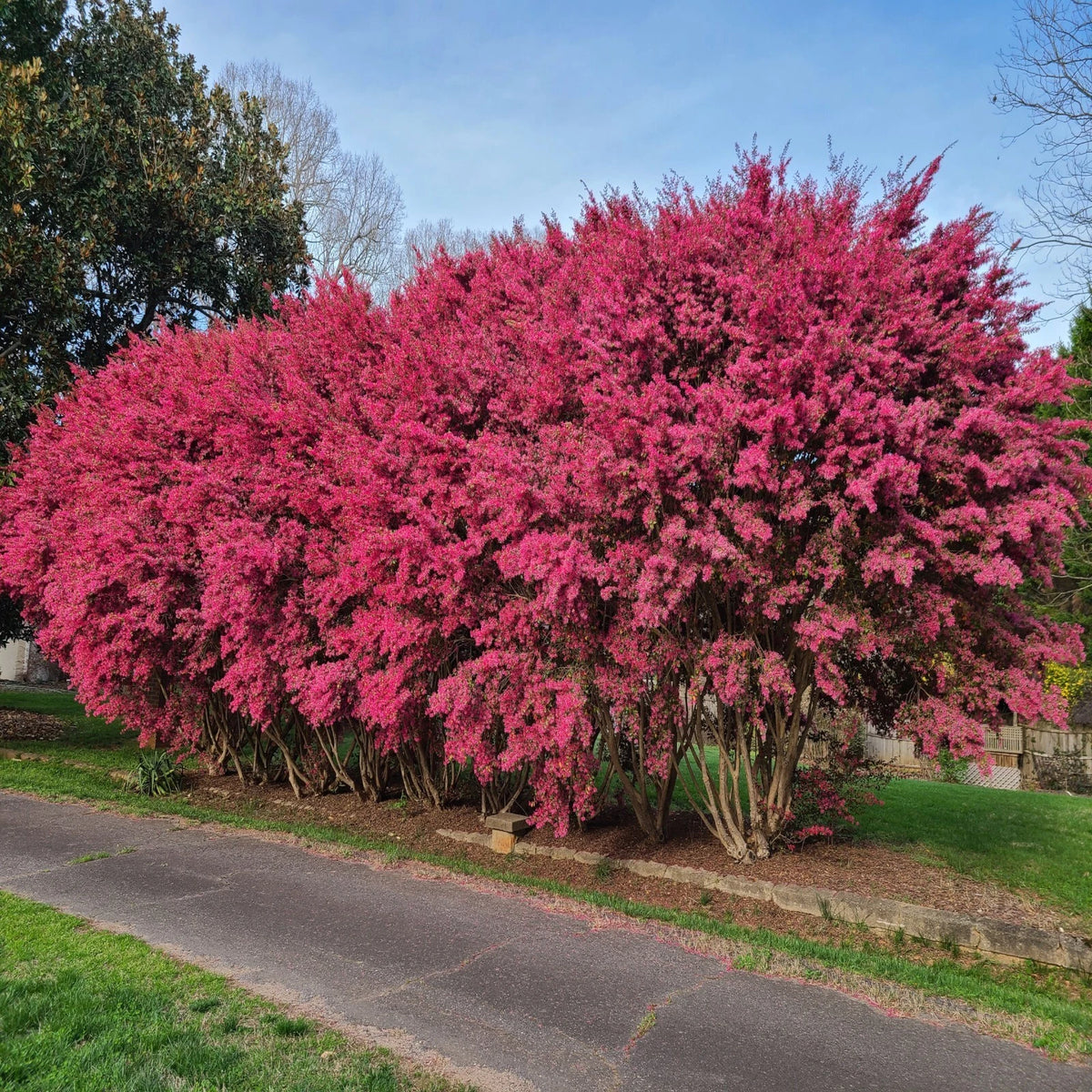 CRAPE MYRTLE TREE SEEDS Crepe Lagerstroemia Indica Lilac Flower Plant – Heirloom, Non-GMO, High Germination Organic Garden Seeds