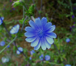 Chicory Seeds Food Plot Cover Crop Perennial Flower Inoculated heirloom non-gmo seeds