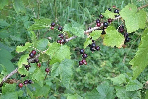 Ribes nigrum Black Current Seeds heirloom non-GMO seeds