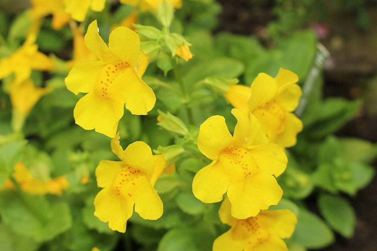 yellow monkey flower seeds hardy perennial mimulus guttatus gold monkey ...