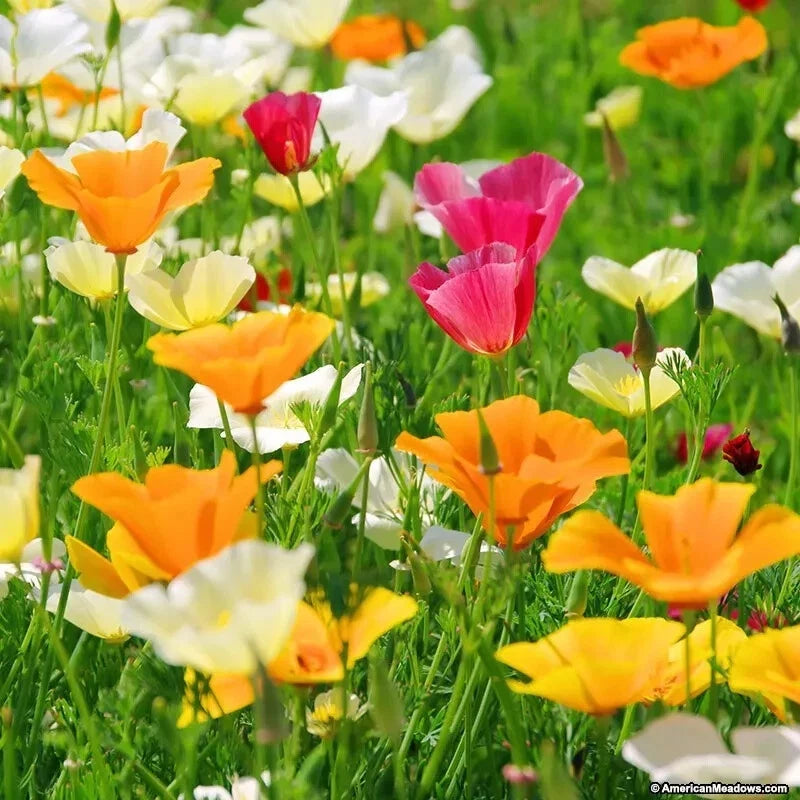 CALIFORNIA POPPY SPRING MIX SEEDS DEER RESISTANT WILDFLOWERS HUMMINGBIRDS – Heirloom, Non-GMO, High Germination Organic Garden Seeds