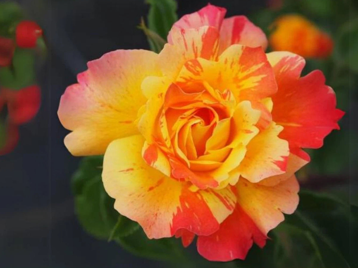 Orange White Perennial Flower Rose Seeds heirloom non-gmo seeds