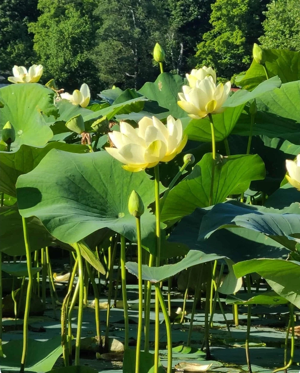 Seeds Yellow Lotus Flower Seeds American Water Lily - Pots or Pond heirloom non-GMO seeds