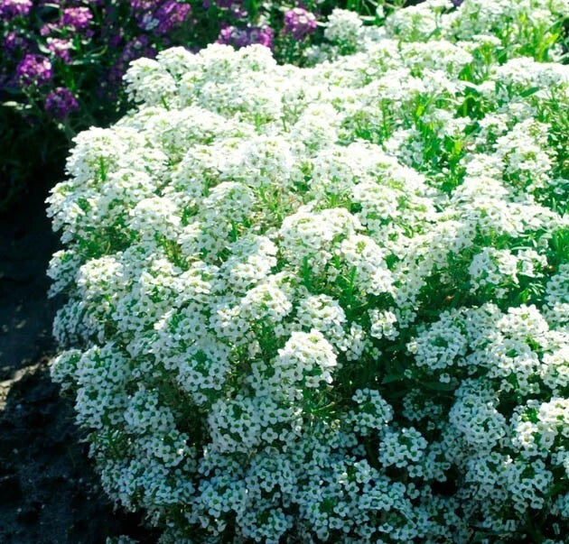 Alyssum TINY TIM White Groundcover Bees Fragrant Flowers Seeds heirloom non-GMO seeds