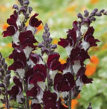 Snapdragon Night and Day seeds heirloom non-GMO seeds