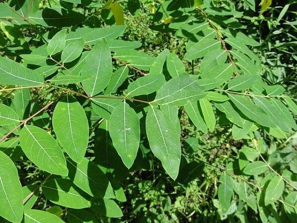 Apocynum cannabinum Dogbane Seeds – Heirloom, Non-GMO, High Germination Organic Garden Seeds