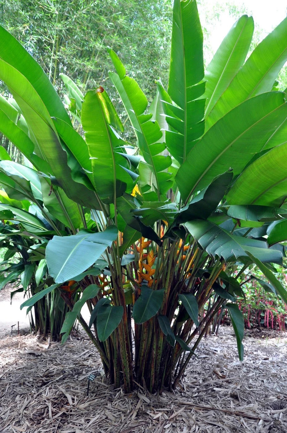 Mayan Gold Heliconia Seeds H champneana Rare Lobster Claw Parrot Beak Flowers – Heirloom, Non-GMO, High Germination Organic Garden Seeds