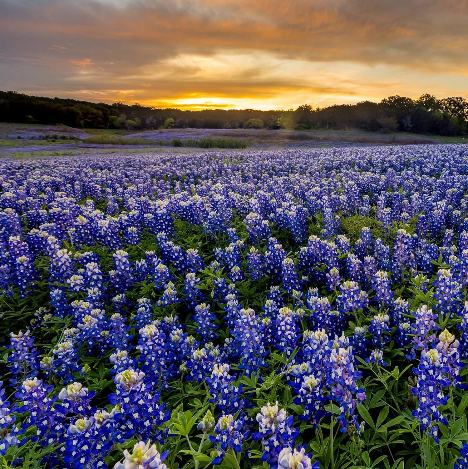Texas Bluebonnet Seeds - Annual Lupinus Texensis Quality Drou heirloom non-gmo seeds