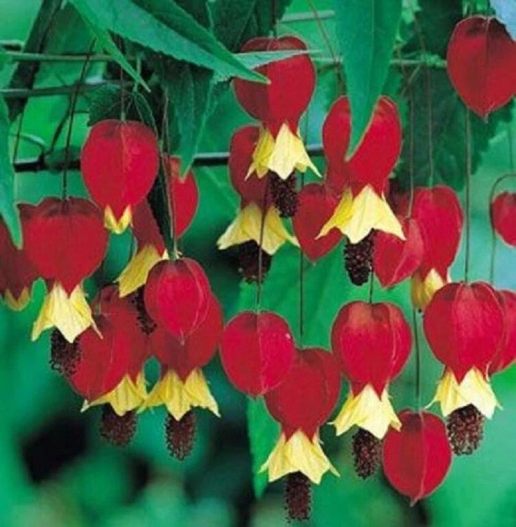Red Yellow Bleeding Heart Seeds Perennial Flowers Seed Shade Flower heirloom non-GMO seeds