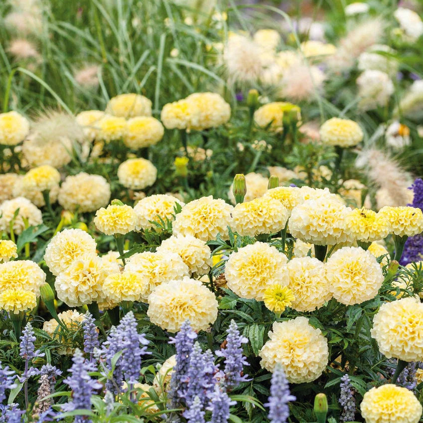 African Marigold MOONLIGHT YELLOW Dwarf Beneficial Seeds heirloom non-GMO seeds