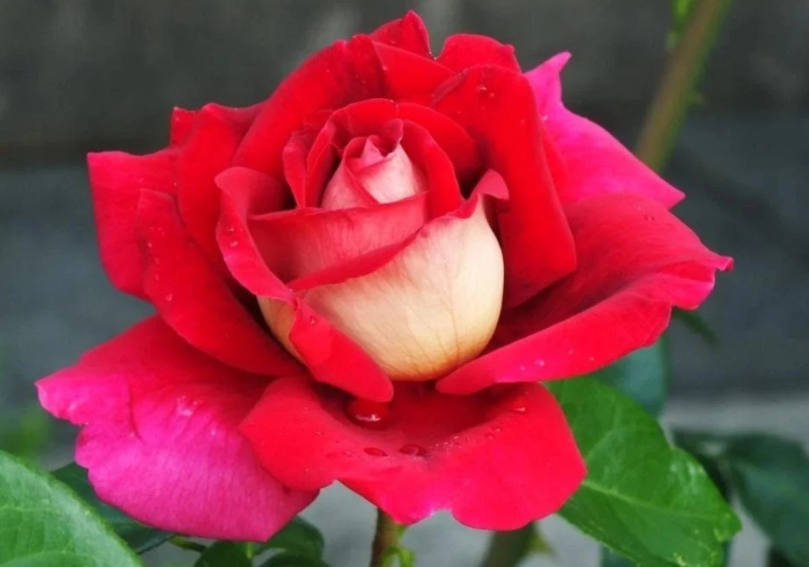 Flaming Peace Rose Seeds - Seeds - Rose Flower Gardening heirloom non-GMO seeds