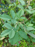 Smooth Rattlebox Crotalaria Pallida Seeds From Puerto Rico – Heirloom, Non-GMO