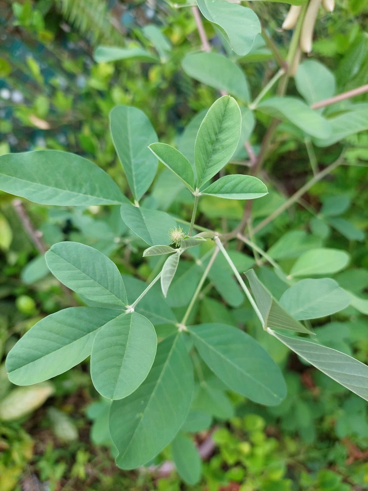 Smooth Rattlebox Crotalaria Pallida Seeds From Puerto Rico – Heirloom, Non-GMO