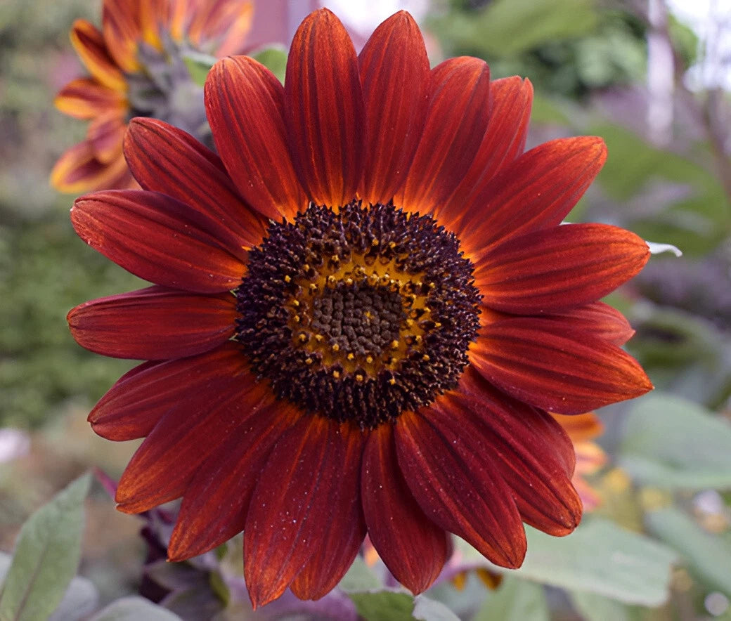 Velvet Queen Sunflower Seeds Beautiful Vibrant Reds Yellows heirloom non-GMO seeds