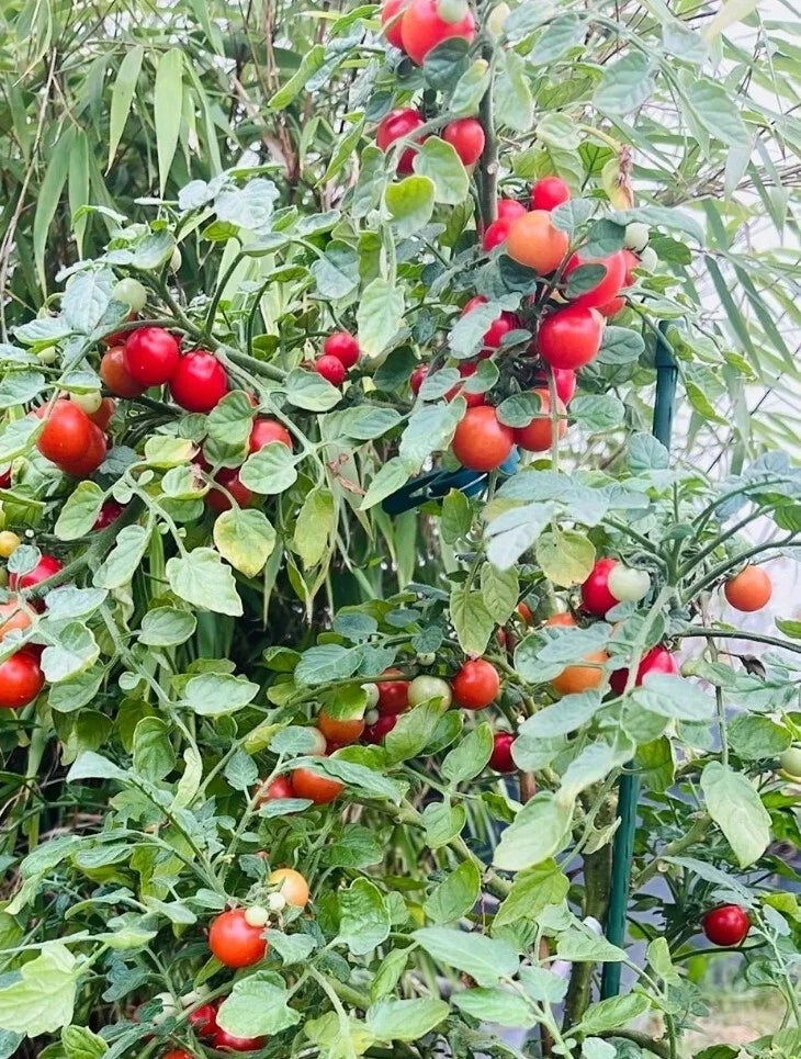 Bajaja Micro Dwarf Tomato Seeds Seeds RARE Shipping – Heirloom, Non-GMO, High Germination Organic Garden Seeds