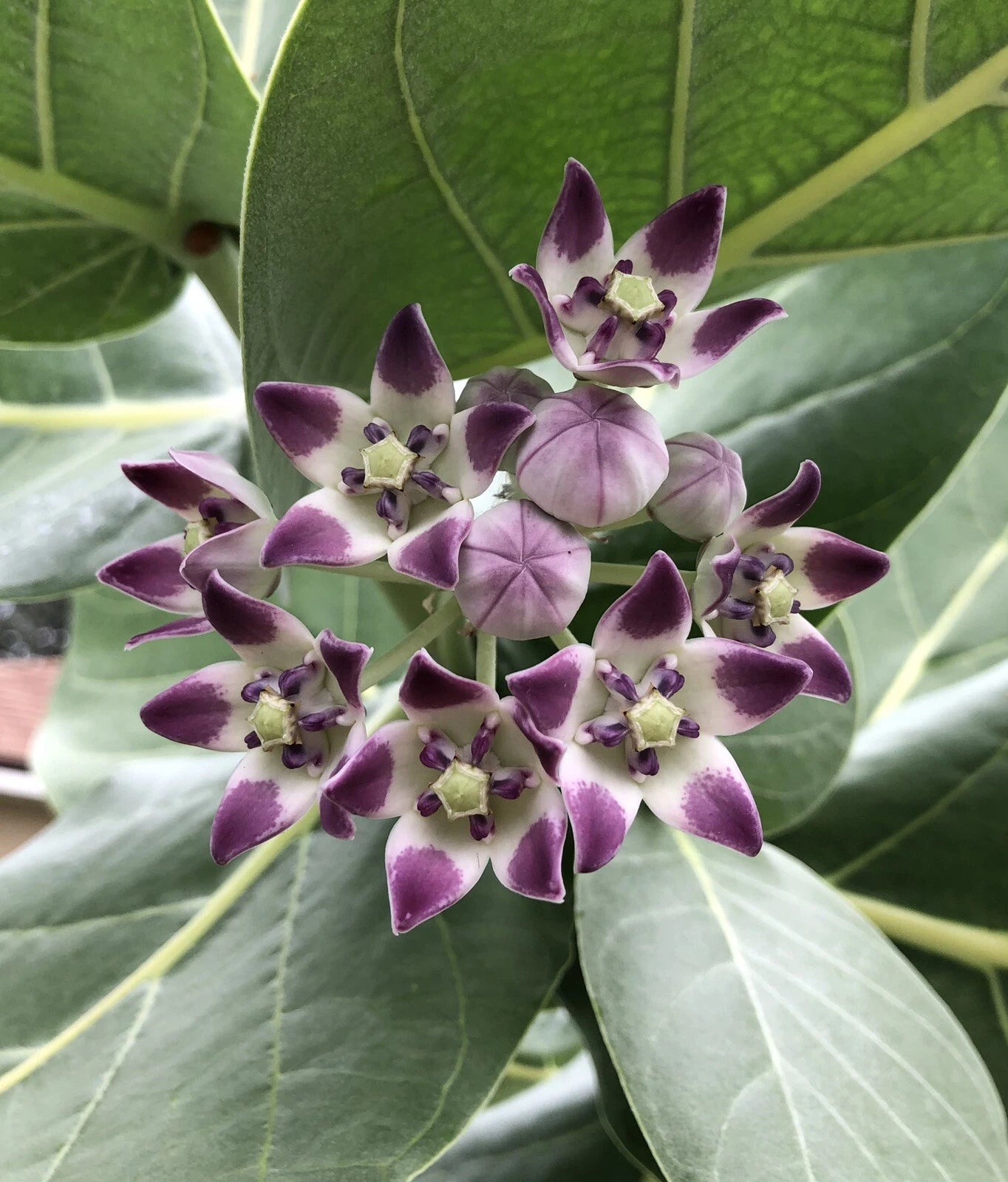 Calotropis Procera Seeds Crown Flower Giant Purple Milkweed Monarch – Heirloom, Non-GMO, High Germination Organic Garden Seeds