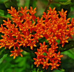 ASCLEPIAS TUBEROSA Seeds Butterfly Weed Perennial Milkweed Flower Seeds heirloom non-GMO seeds