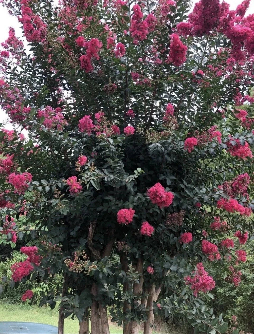 Crape Myrtle Seeds Crepe Lagerstroemia Indica Seeds – Heirloom, Non-GMO, High Germination Organic Garden Seeds