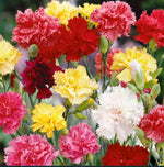 Carnation GRENADIN DOUBLE Mix Pollinators Fragrant Cut Flowers Florist Seeds heirloom non-GMO seeds