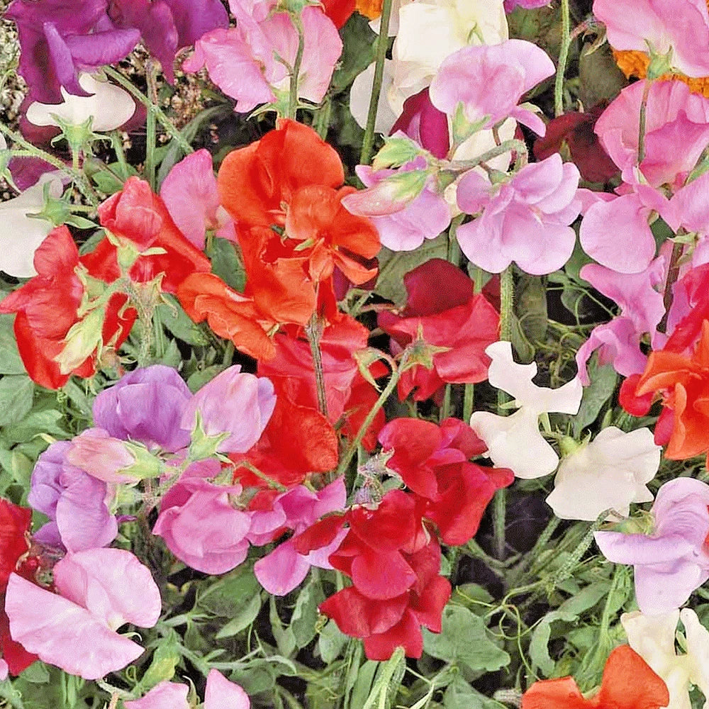 SWEET PEA Knee High Mix Seeds Baskets Window Boxes Trailing Flowering Garden – Heirloom, Non-GMO, High Germination Organic Garden Seeds