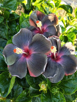 Hibiscus Seeds Flowers Flower Seed Perennial Bloom US SELLER Yellow Black heirloom non-gmo seeds