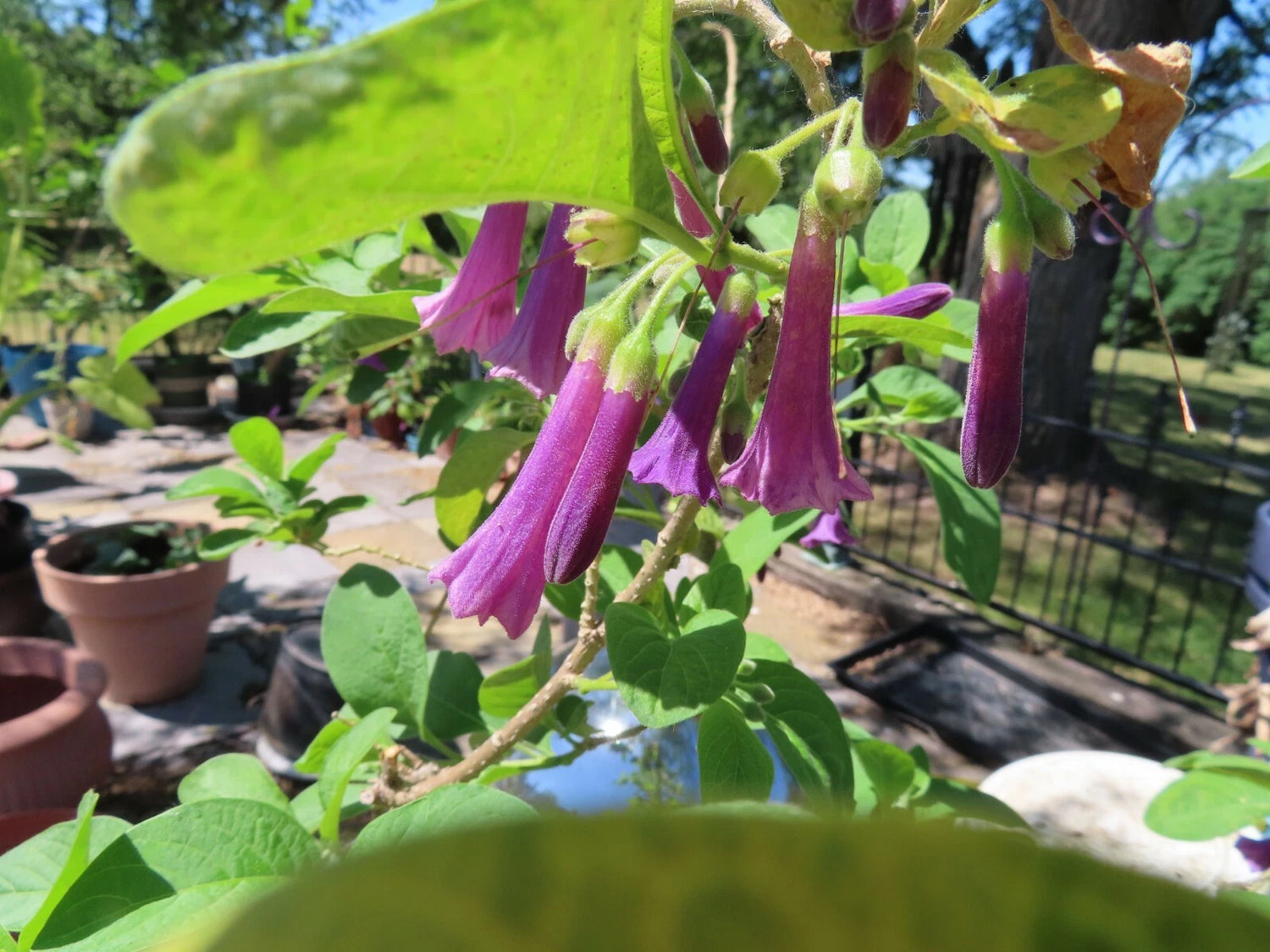 Royalty Iochroma angel trumpet purple flowers hummingbirds love seeds – Heirloom, Non-GMO, High Germination Organic Garden Seeds