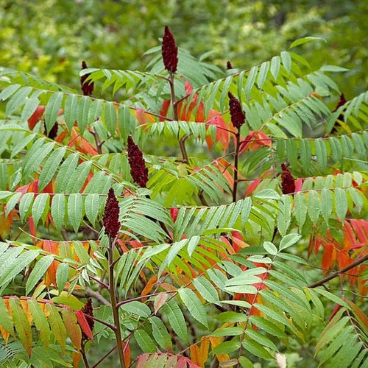 STAGHORN SUMAC Seeds Rhus Typhina Seeds – Heirloom, Non-GMO, High Germination Organic Garden Seeds