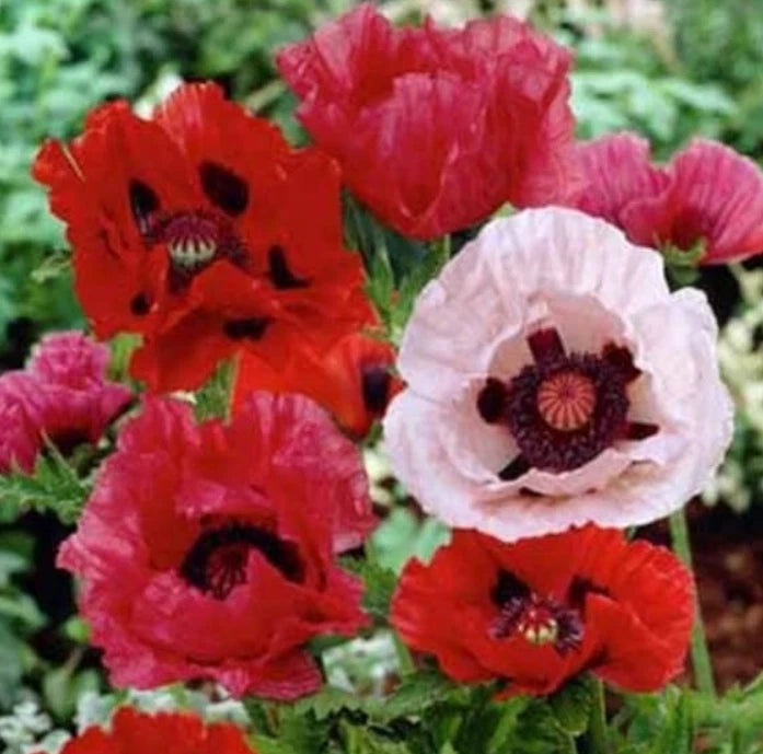 Landscaper s Pack Poppy ORIENTAL Mixed Red Perennial Papaver Seeds – Heirloom, Non-GMO, High Germination Organic Garden Seeds
