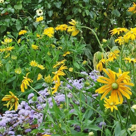 Black Eyed Susan GREEN EYES Rudbeckia Green Center Rare Seeds – Heirloom, Non-GMO, High Germination Organic Garden Seeds