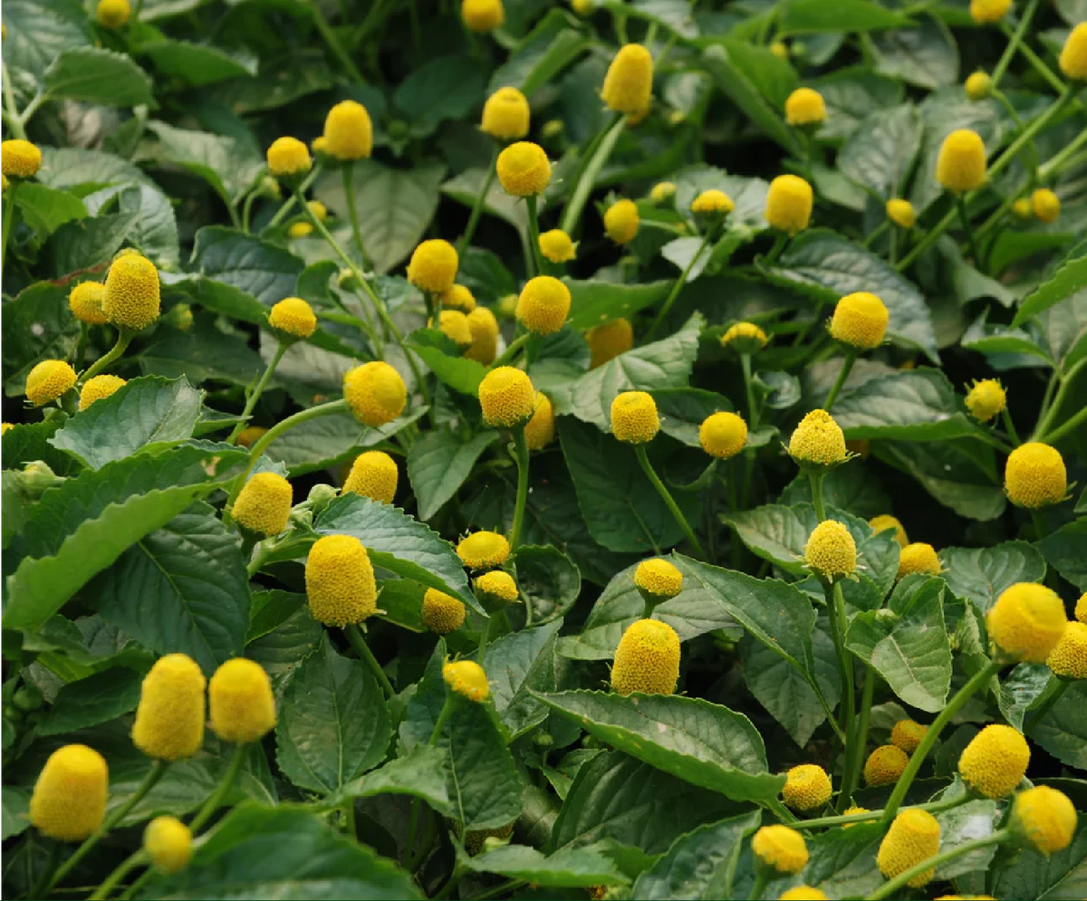 Lemon Drop Seeds Spilanthes oleracea Toothache Plant Genuine heirloom non-GMO seeds