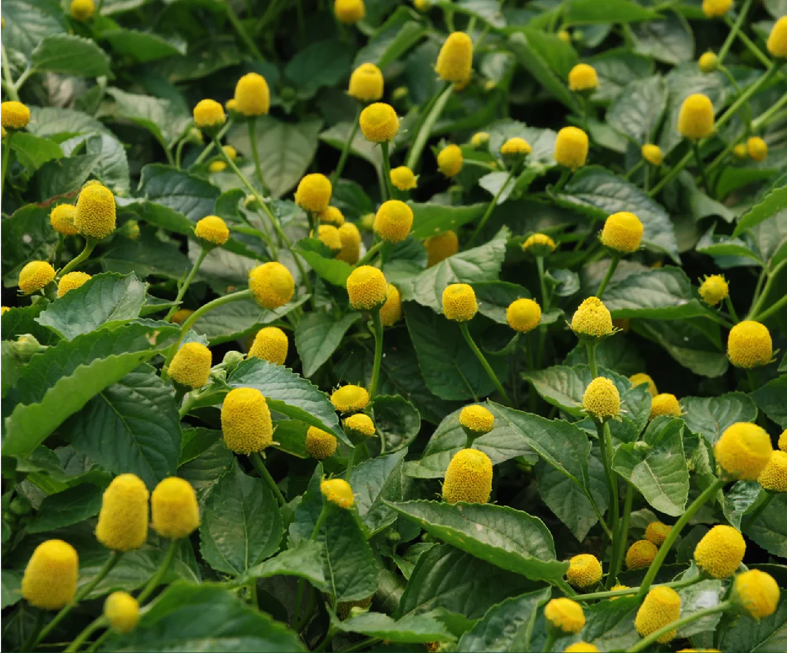 Lemon Drop Seeds Spilanthes oleracea Toothache Plant Genuine heirloom non-GMO seeds