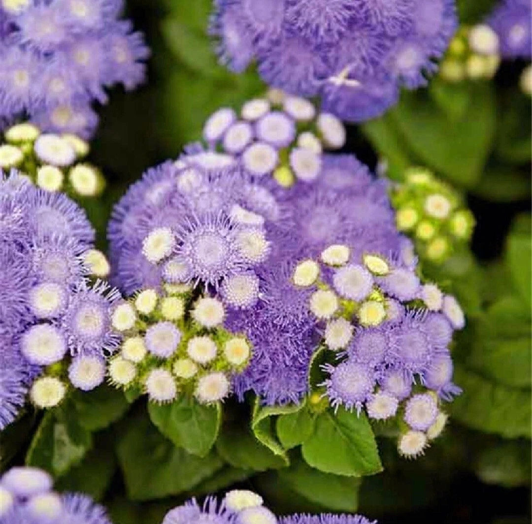Ageratum Seeds Flossflower Dwarf Blue Mink Houstonianum Blue Mistflower See – Heirloom, Non-GMO, High Germination Organic Garden Seeds