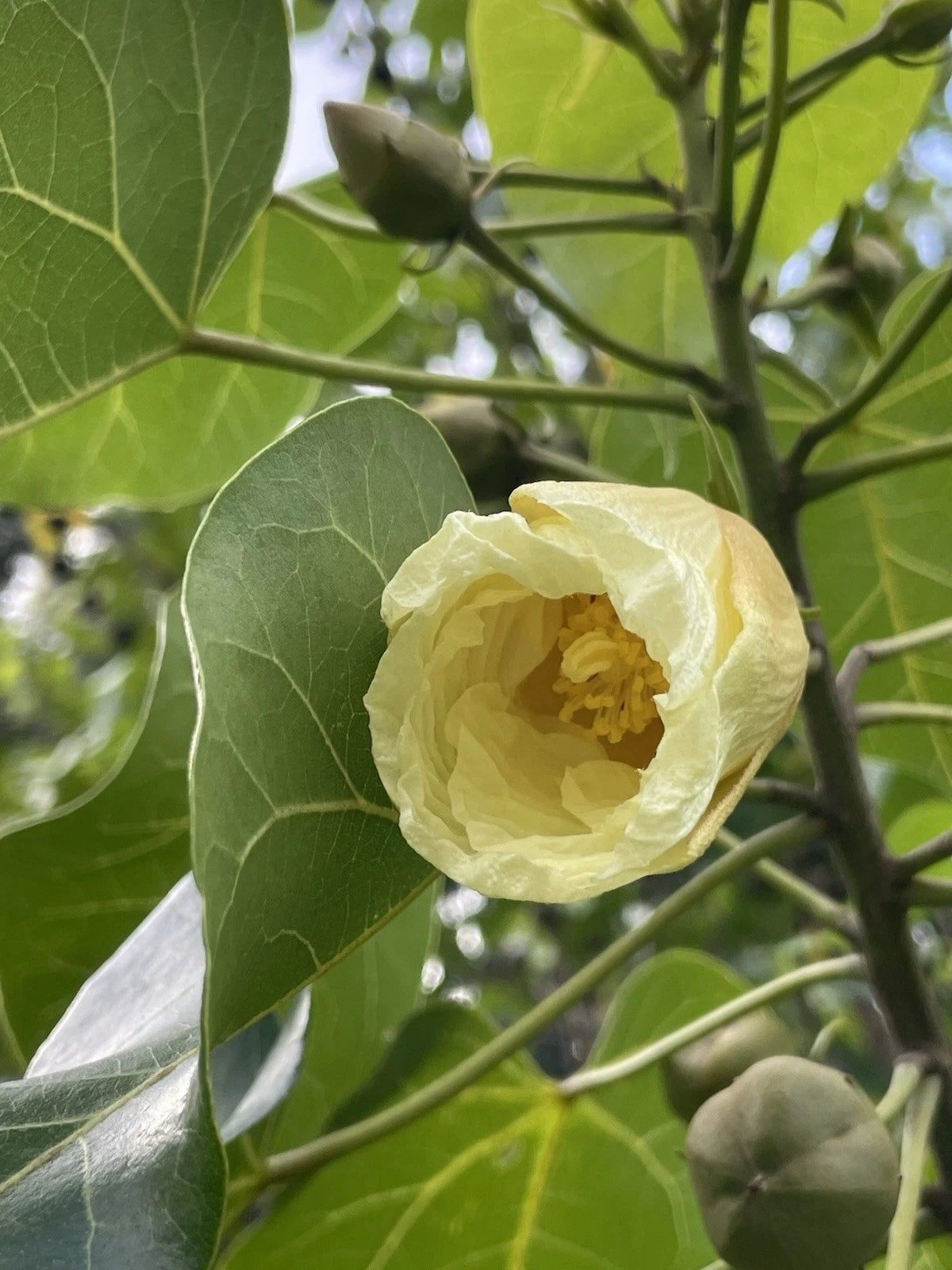 Thespesia populnea Portia Tree Indian Tulip Milo HAWAII GROWN Seeds heirloom non-gmo seeds