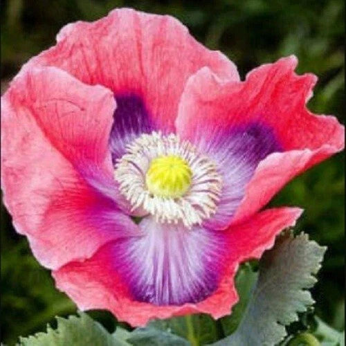Hens and Chicks Papavaer Somniferum Poppy Seeds For Planting – Heirloom, Non-GMO, High Germination Organic Garden Seeds