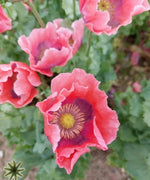 The Giant Rattle Papavear Somniferum Giganteum Harvest Poppy Seeds Papaver sp. heirloom non-gmo seeds