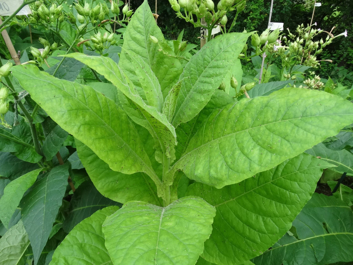 DEL GOLD TOBACCO SEEDS High-Yielding High-Nicotine How to Grow Incl-d – Heirloom, Non-GMO, High Germination Organic Garden Seeds