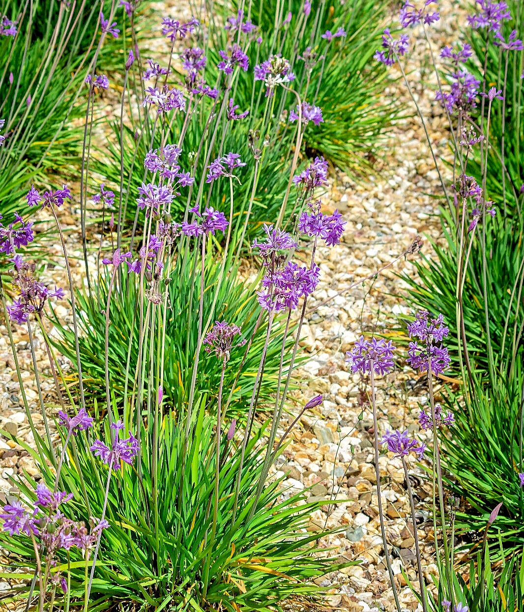 Society Garlic Seeds Ornamental Edible Perennial Flowering T violacea heirloom non-gmo seeds
