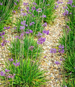 Society Garlic Seeds Ornamental Edible Perennial Flowering T violacea heirloom non-gmo seeds