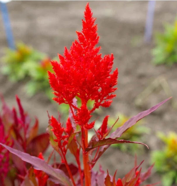 Celosia FOREST FIRE Red Crimson Scarlet Cut Flowers Cockscomb Seeds heirloom non-GMO seeds