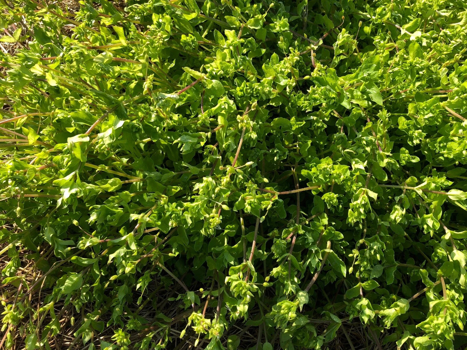Stellaria Media Common Chickweed Seeds Annual Medicinal Edible – Heirloom, Non-GMO, High Germination Organic Garden Seeds