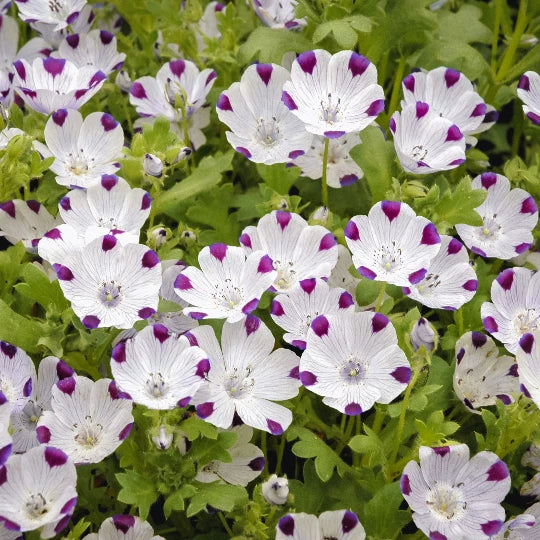 Five Spot Flower Seeds Nemophila maculata – Heirloom, Non-GMO, High Germination Organic Garden Seeds