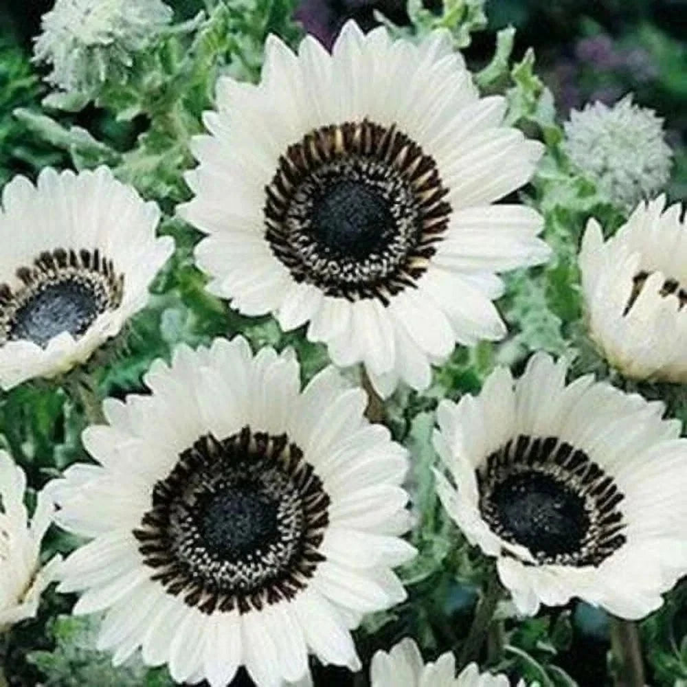 ITALIAN WHITE SUNFLOWER - TALL -- CUT FLOWERS -- - -- RARE Helianthus annuus heirloom non-gmo seeds