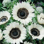 ITALIAN WHITE SUNFLOWER - TALL -- CUT FLOWERS -- - -- RARE Helianthus annuus heirloom non-gmo seeds