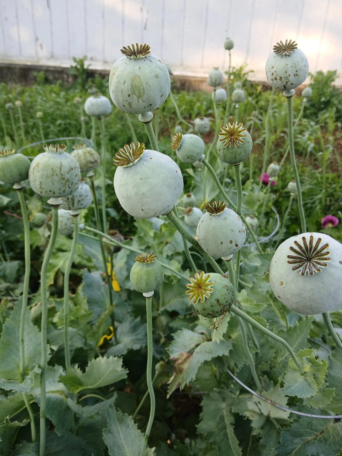 SHTF Poppy Seed Afghan Galania And Queens - Seeds – Heirloom, Non-GMO, High Germination Organic Garden Seeds