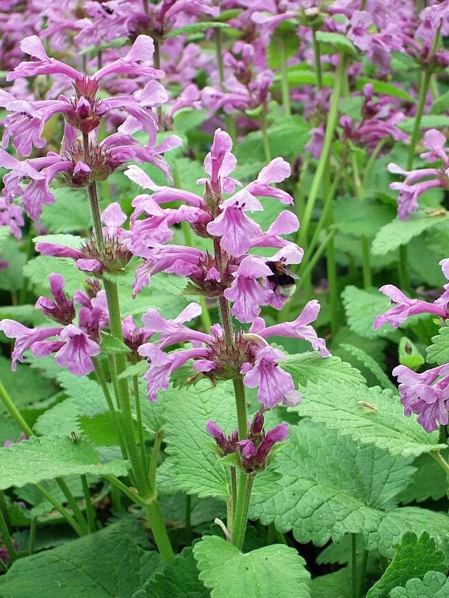 Stachys macrantha Big Betony Seeds – Heirloom, Non-GMO, High Germination Organic Garden Seeds