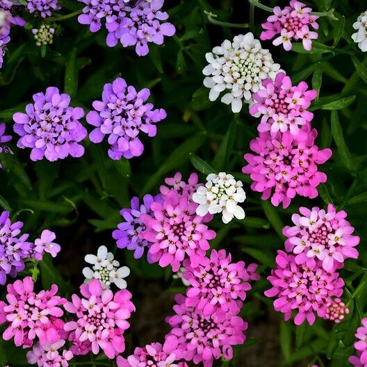Candytuft MIXED COLORS Ground Cover Pollinators Fragrant Seeds heirloom non-GMO seeds