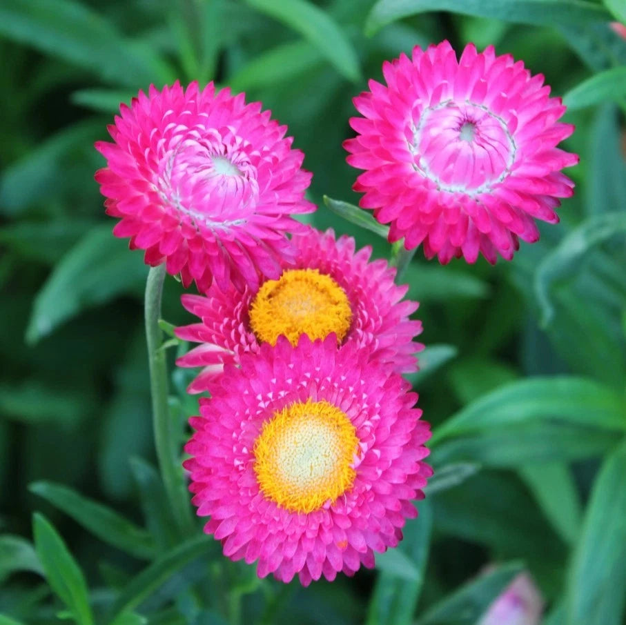 Bright Rose Strawflower - Seeds - Annual White Blooms Plant heirloom non-gmo seeds